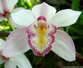 Orchid Flower Wallpaper Imgstocks
