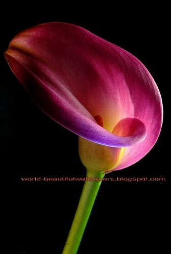 Beautiful Wallpaper Calla Lily Flowers