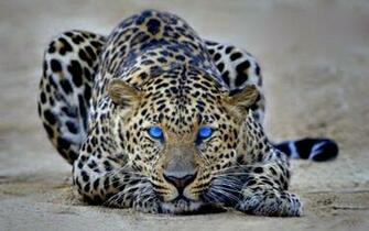 Black Cheetah Wallpaper