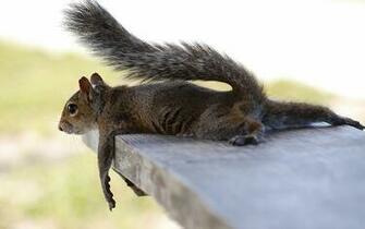 Funny Squirrel Wallpaper