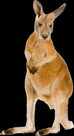 Kangaroo Png Transparent Image Background