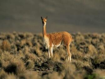 Funny Animals Llama Wallpaper For Desktop