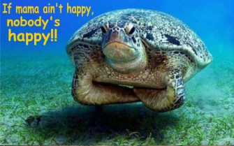 Funny Turtle Pictures Wallpaper