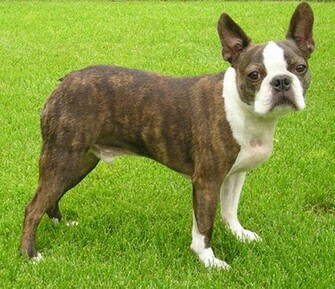 Boston Terrier Lucky Photo And Wallpaper Beautiful