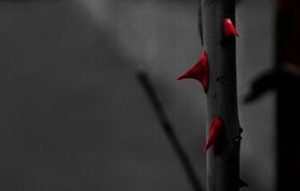 Wallpaper Red Rose Roses Black And White Macro Garden Blood