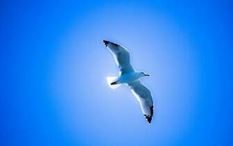 Seagull Wallpaper