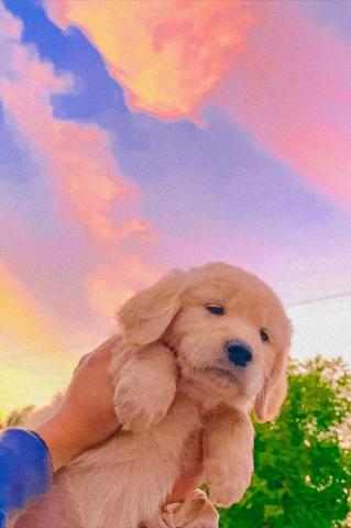Indiexchel In Cute Animals Image Wild