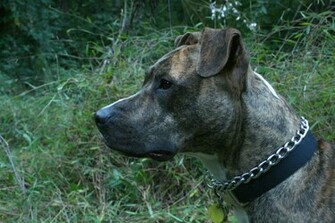 Wallpaper American Pit Bull Terrier With