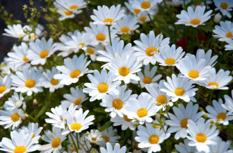 Daisy Wallpaper Image Photos Picture