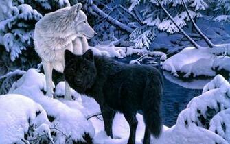 Wolf Wallpaper