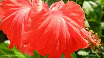 Hibiscus Wallpaper Flower Flowers HDw Eweb4