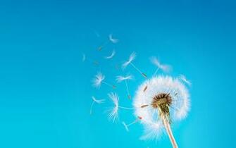 Dandelion Flowers Wallpaper HD Pictures One