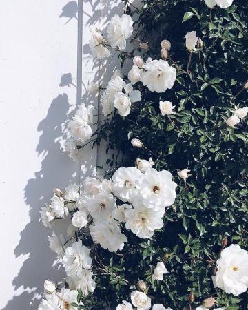 Our Top Pins Of The Month Apartment34 Flower Aesthetic
