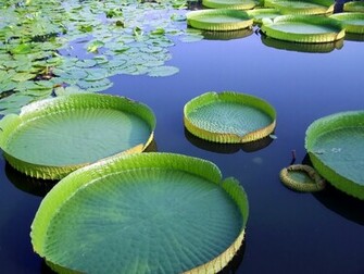Rate Select Rating Give Lily Pads