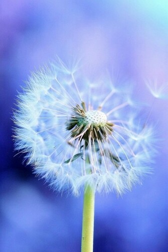 Dandelion Simply Beautiful iPhone Wallpaper