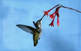 Hummingbird Wallpaper