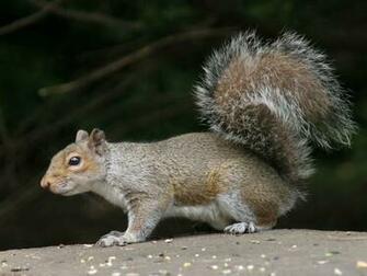 Squirrel Side Screensaver Screensavers