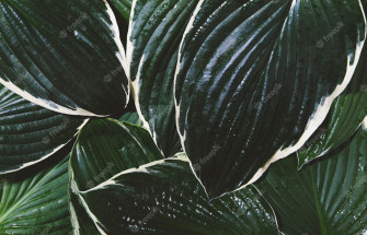 Plant Desktop Wallpaper Image By HDpixels