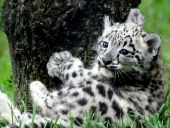Lovely Baby Tiger Wallpaper Pictures