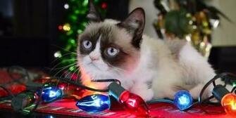 Grumpy Cat Valentines HD Wallpaper