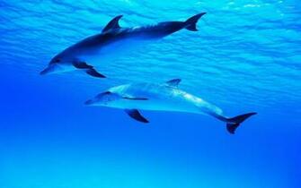 Dolphins Under Water Wallpaper Animal