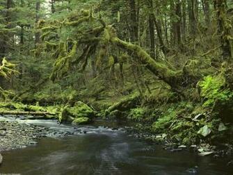 Alaska Colours Peaceful Forest Southeast Wallpaper