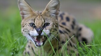 Wild Cat Wallpaper
