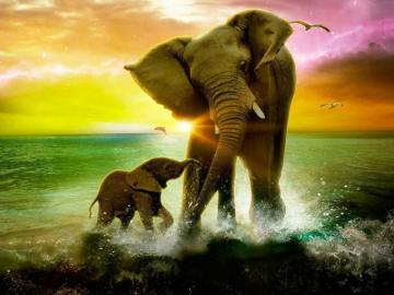 Elephant Wallpaper Enwallpaper