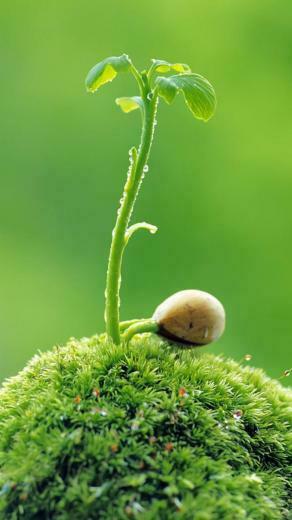Green Moto G Wallpaper HD Motorola