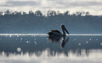 Animal Pelican HD Wallpaper