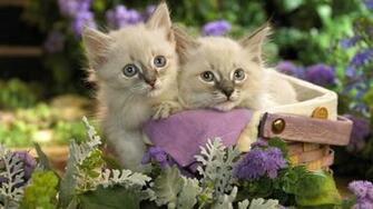 Cute Pets Wallpaper