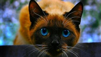 Siamese Cat Wallpaper