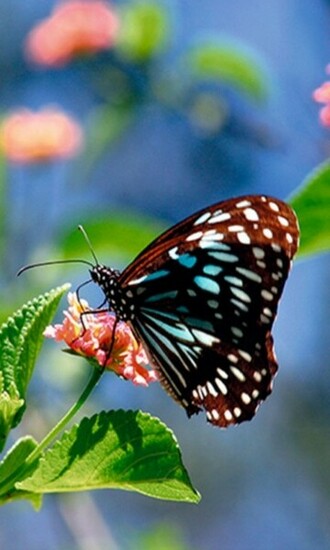 Butterfly Wallpaper Screensaver Pre Id