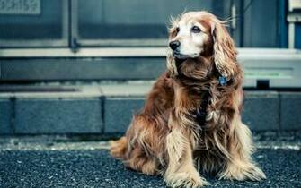 Cocker Spaniel Wallpaper High Resolution And Quality