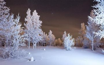 Wallpaper Winter Forest Snow