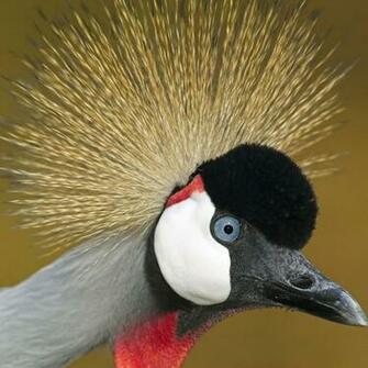 Wild Bird Wallpaper iPad