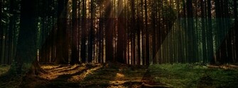 Fairytale Forest Background Sunburst