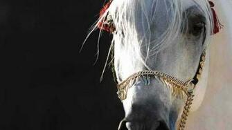 Arabian Horse HD Wallpaper Desktop Image