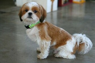 Cute Shih Tzu Puppies Background