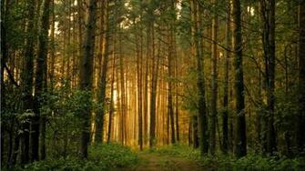 HD Wallpaper 1080p Forest Desktop