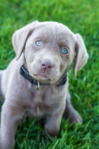Two New Silver Labs Coming Middle Of This Summer