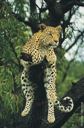 Screensaver Big Cats Cosmo Cat S Home