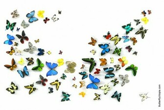 Butterfly Desktop Screensaver