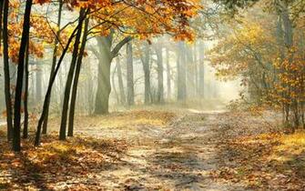 A Road Through The Yellowed Forest Anime Autumn