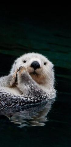 Otter Love Bear iPhone Navy Otters Polar Samsung Sea