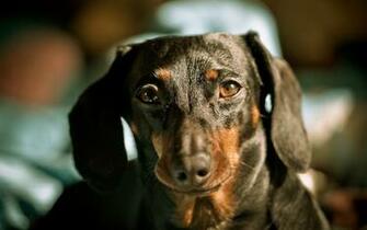 Dachshund Computer Wallpaper Desktop Background Id