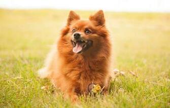 Wallpaper Look Each Dog Spitz Image For Desktop Section