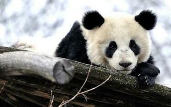Panda HD Desktop Wallpaper 7wallpaper Net