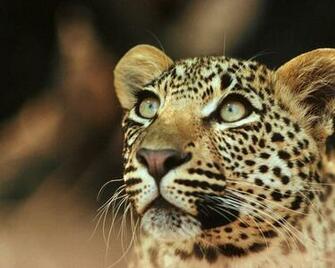 Leopard Wallpaper