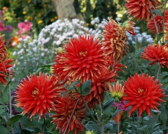 Wallpaper Dahlias Flowers